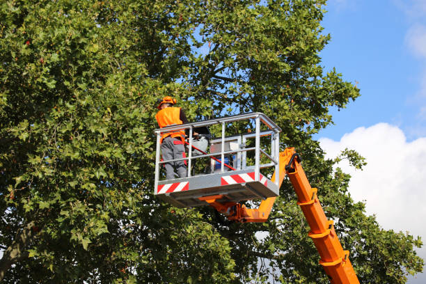 Best Fruit Tree Pruning  in Demorest, GA